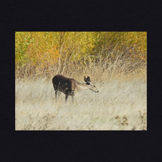 Mule deer, doe, wildlife, gifts, Serene Moment by sandyo2ly